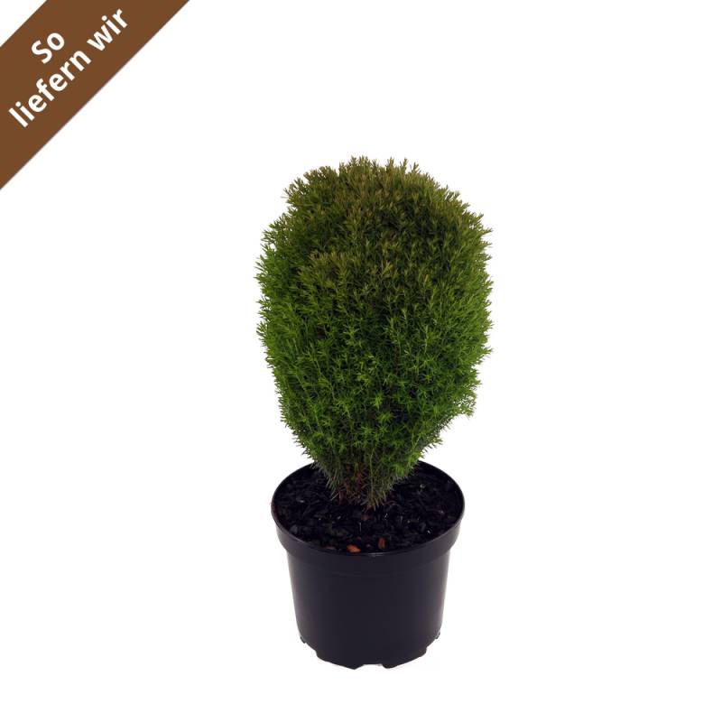 toom Lebensbaum 'Teddy' 17 cm Topf von toom