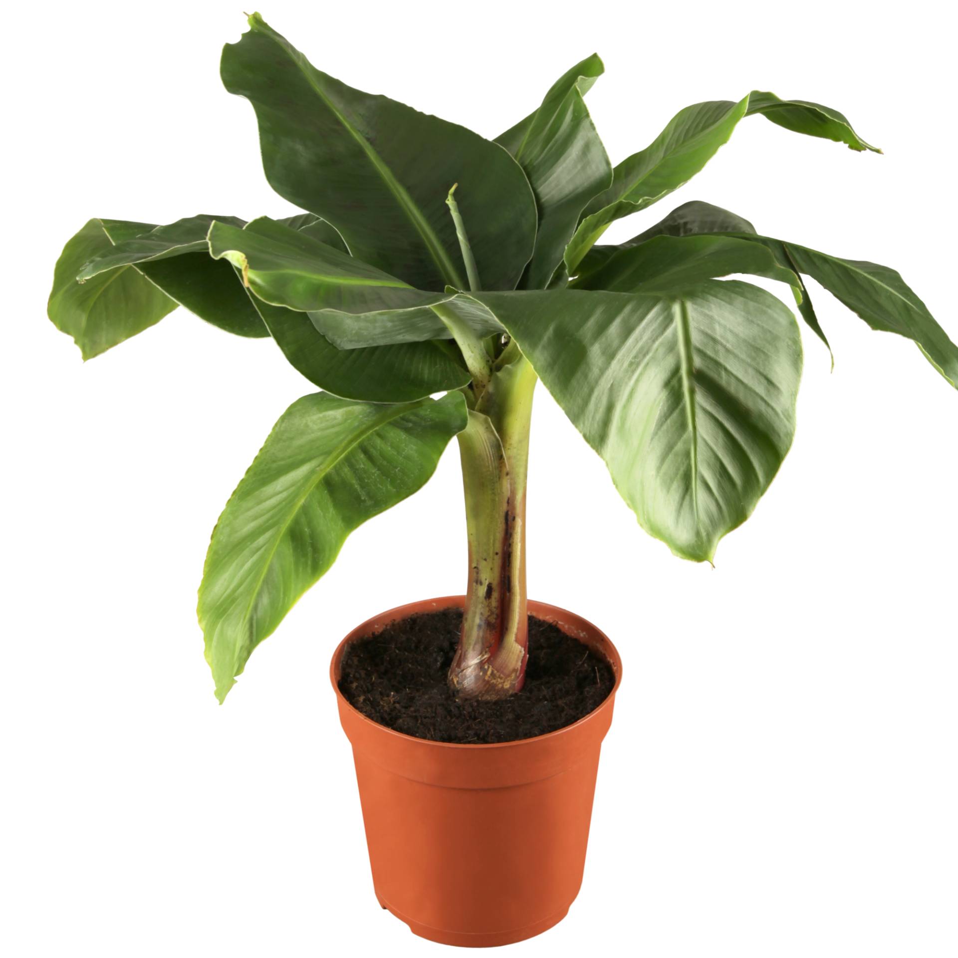 toom Luftverbesserer Banane 'Tropicana' 12 cm Topf von toom