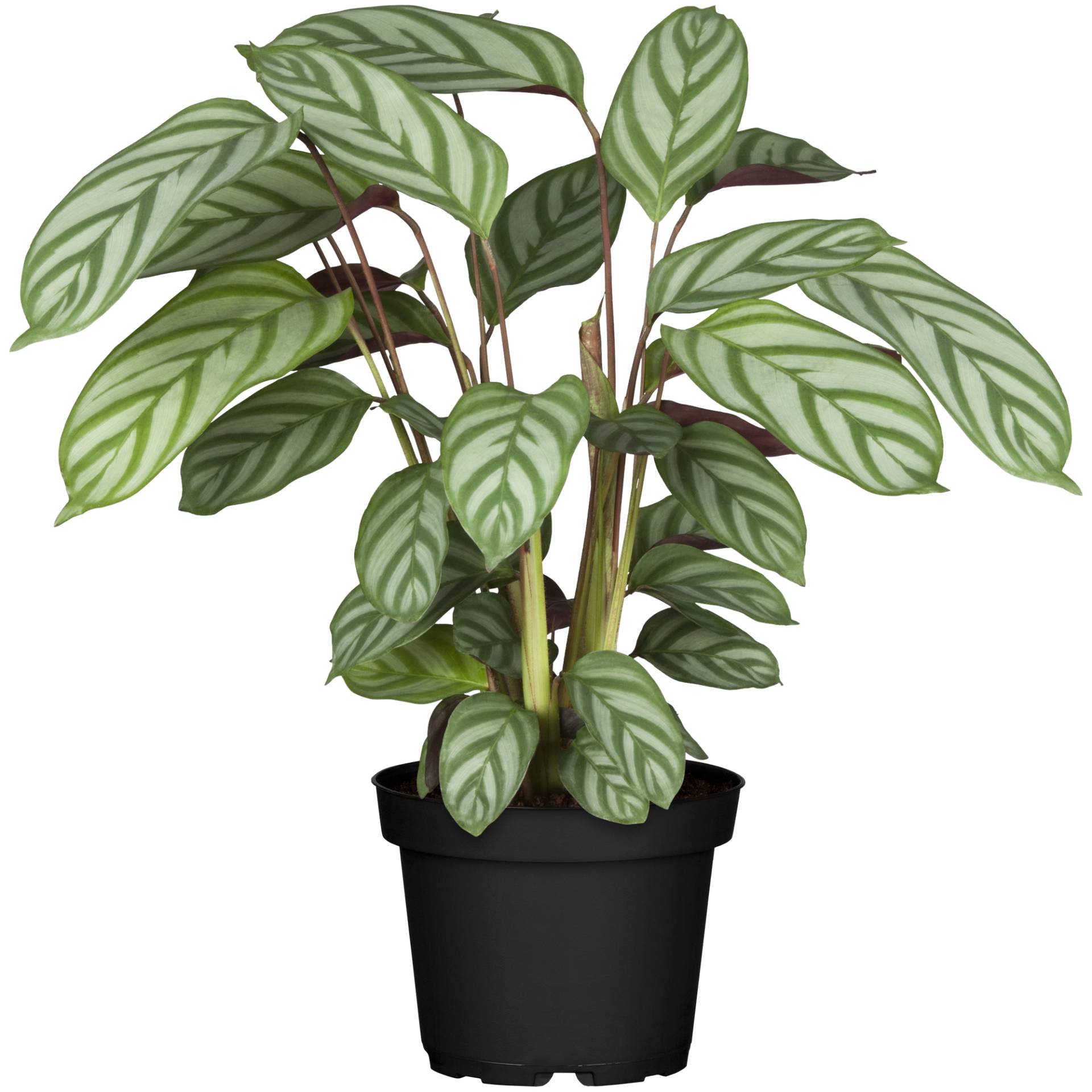 toom Luftverbesserer Calathea verschiedene Sorten, 14 cm Topf von toom