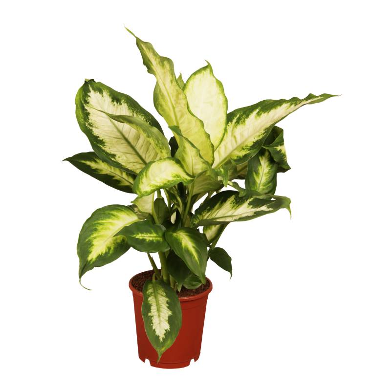 toom Dieffenbachie 17 cm Topf von toom