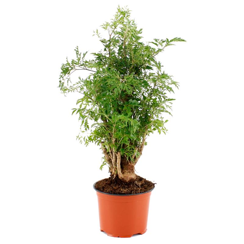 toom Fiederaralie 'Hawaiiana Ming' verzweigt 12 cm Topf von toom