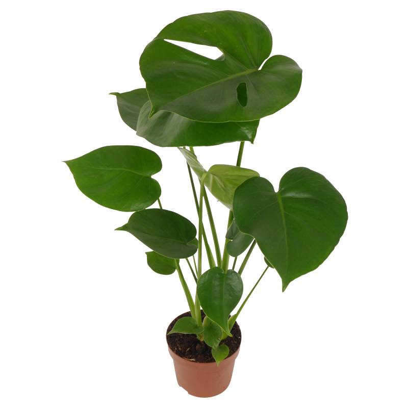 toom Monstera 12 cm Topf von toom