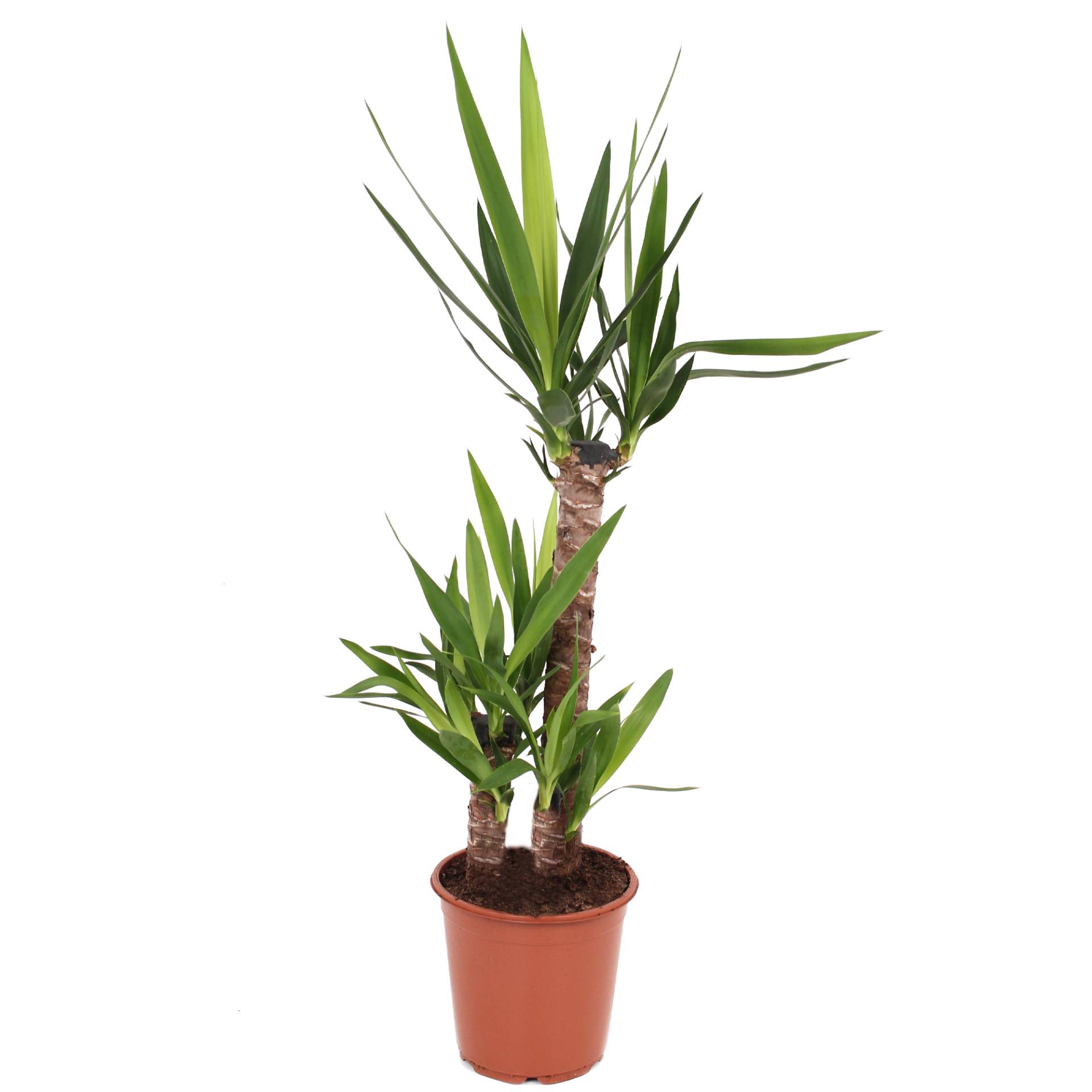 toom Luftverbesserer Palmlilie 'Yucca' 21 cm Topf von toom