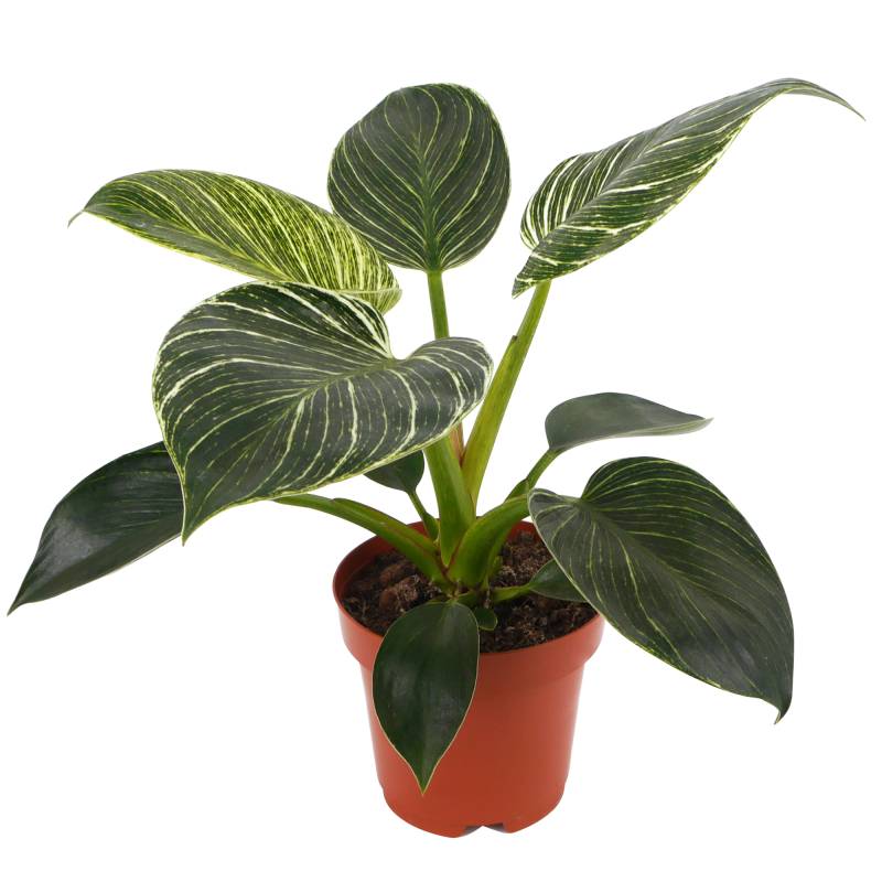 toom Philodendron 'White Wave' 12 cm Topf von toom