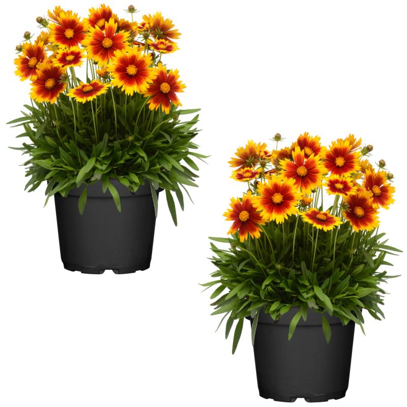 toom Mädchenauge 'Up Tick' 13 cm Topf, 2er-Set von toom