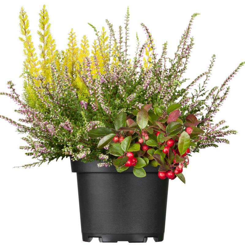 toom Mischbepflanzung 'Herbstmix' 17 cm Dekotopf toom Mischbepflanzung 'Herbstmix' 17 cm Dekotopf von toom