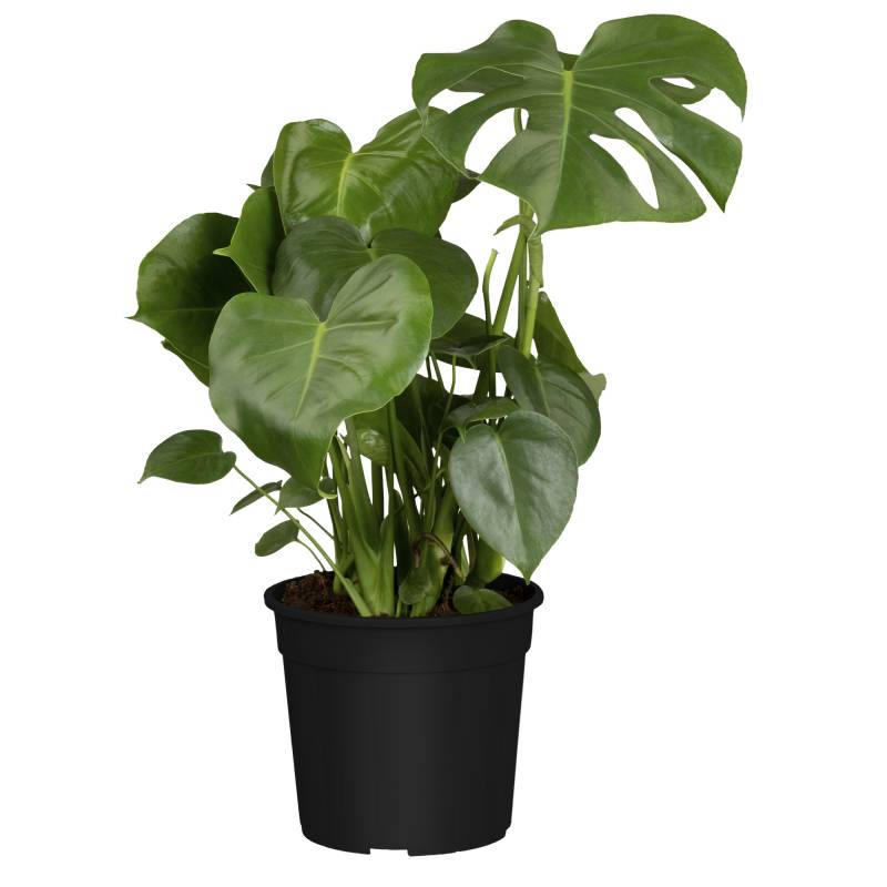 toom Monstera 21 cm Topf toom Monstera 21 cm Topf von toom