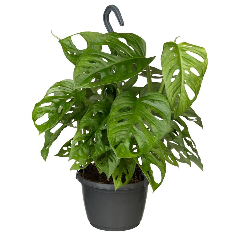 toom Monstera Ampel 'Monkey Leaf' 15 cm Topf von toom