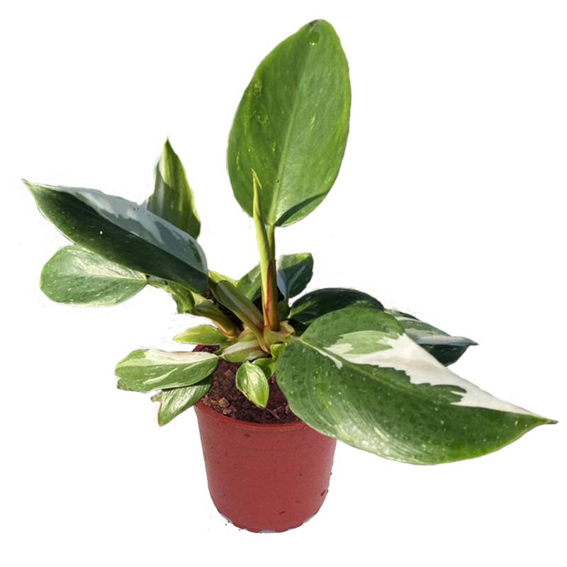 toom Philodendron 'White Princess' 12 cm Topf von toom