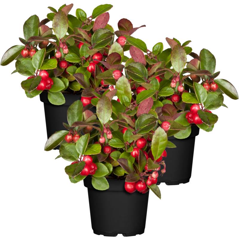 toom Scheinbeere 10,5 cm Topf, 3er-Set von toom