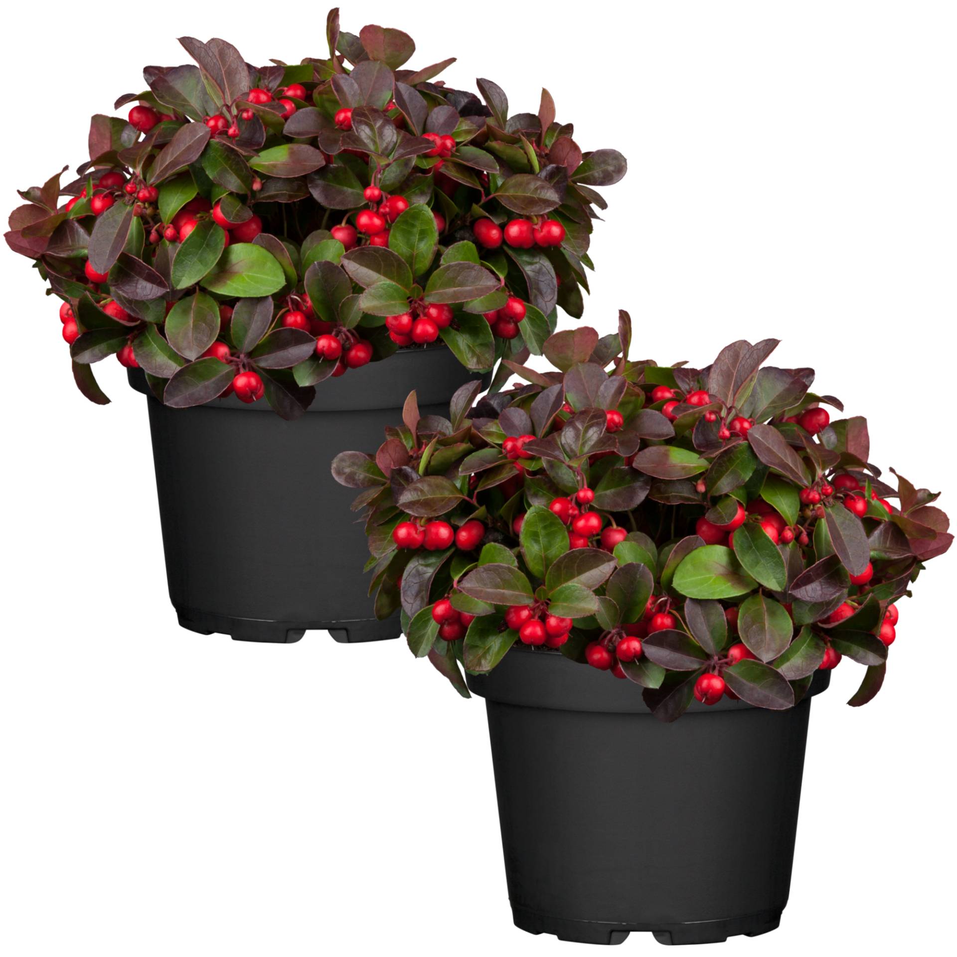 toom Scheinbeere 13 cm Topf, 2er-Set von toom
