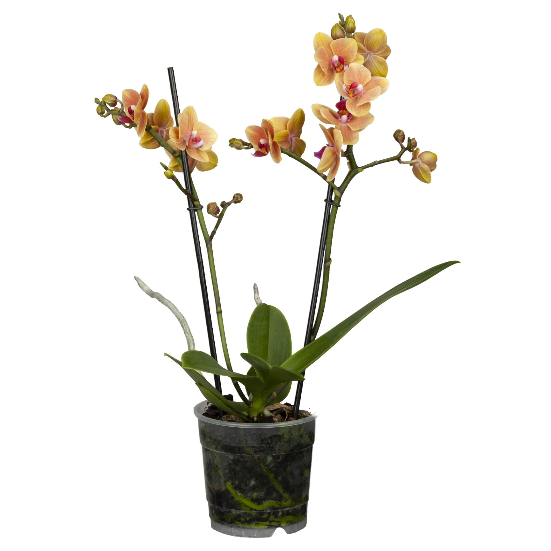 toom Schmetterlingsorchidee Multiflora 2 Rispen orange/gelb 12 cm Topf von toom