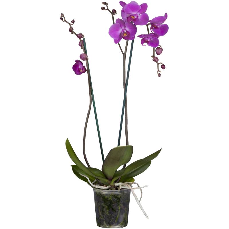 toom Schmetterlingsorchidee Multiflora 2 Rispen rosa/lila 12 cm Topf von toom