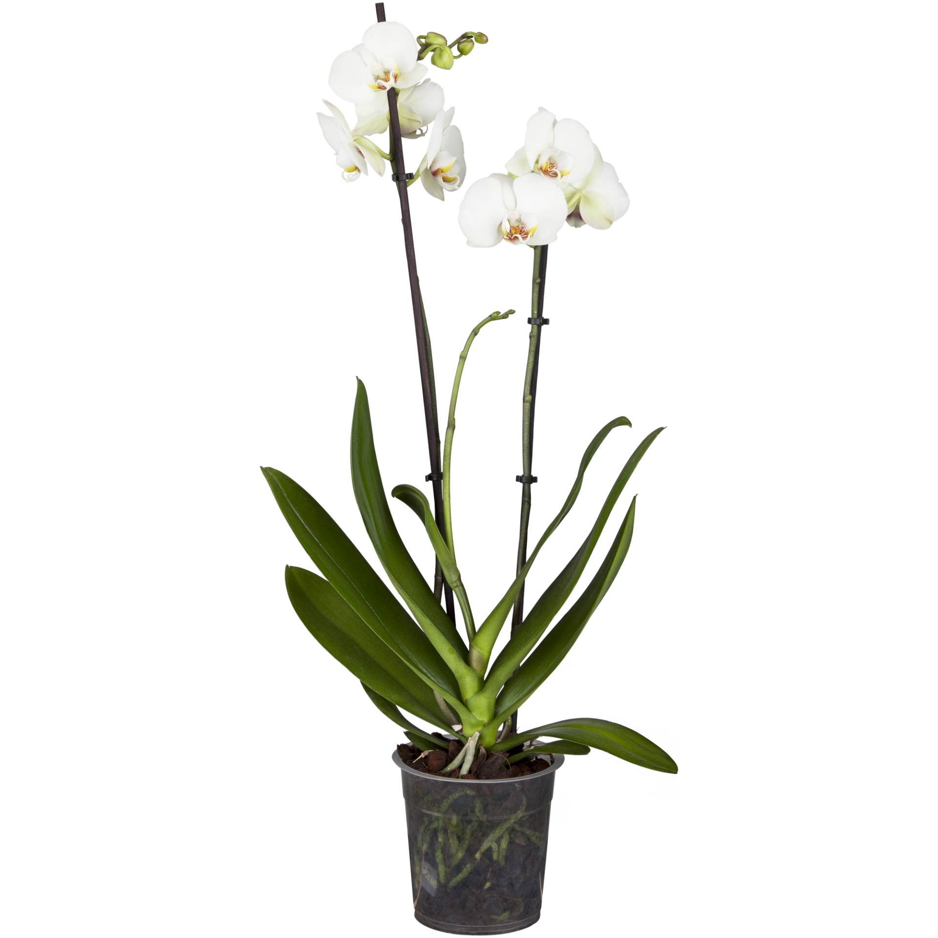 toom Schmetterlingsorchidee Multiflora 2 Rispen weiß 12 cm Topf von toom