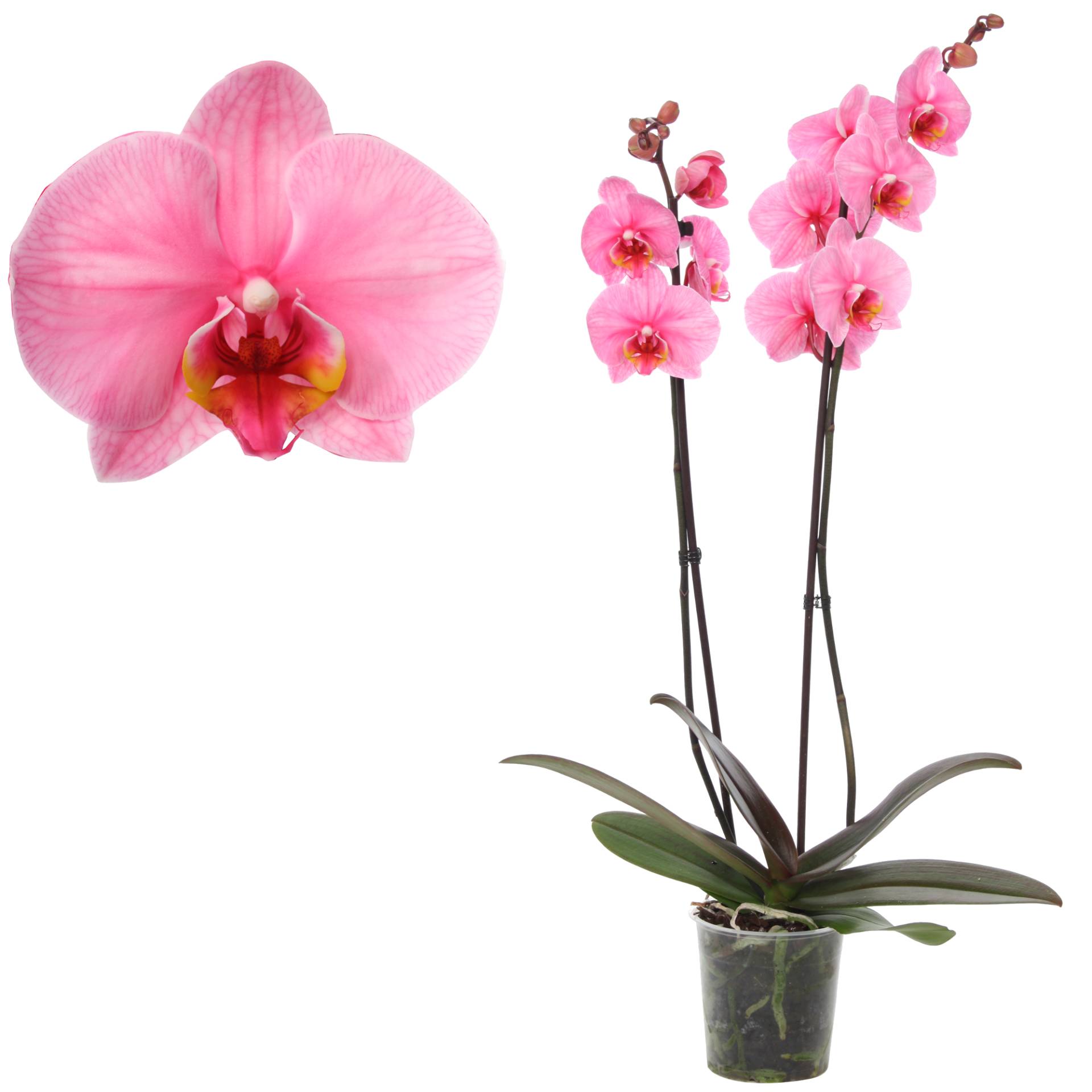 toom Schmetterlingsorchidee 'Royal Pink' 2 Rispen pink 12 cm Topf von toom