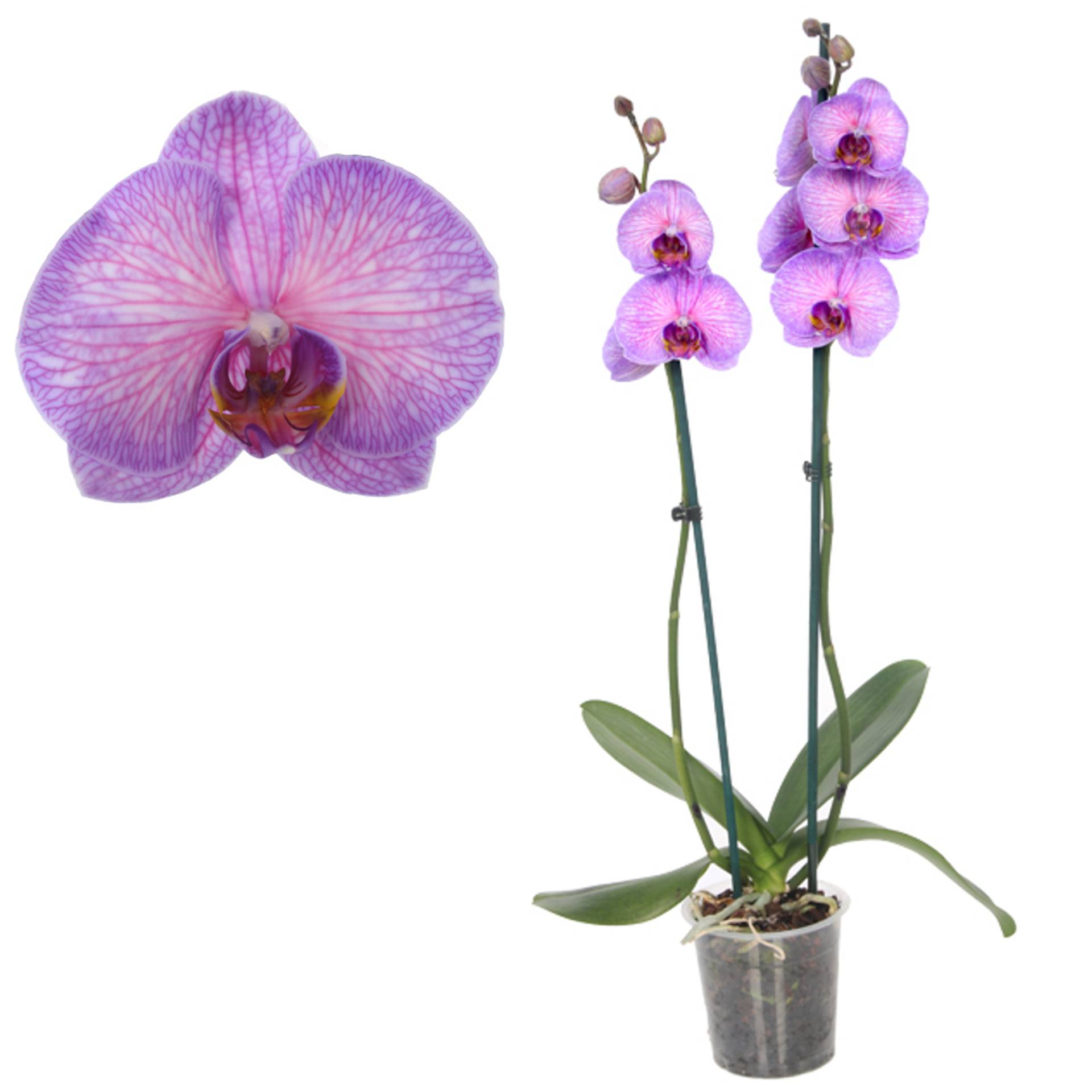 toom Schmetterlingsorchidee 'Royal Purple Heart' 2 Rispen pink 12 cm Topf von toom