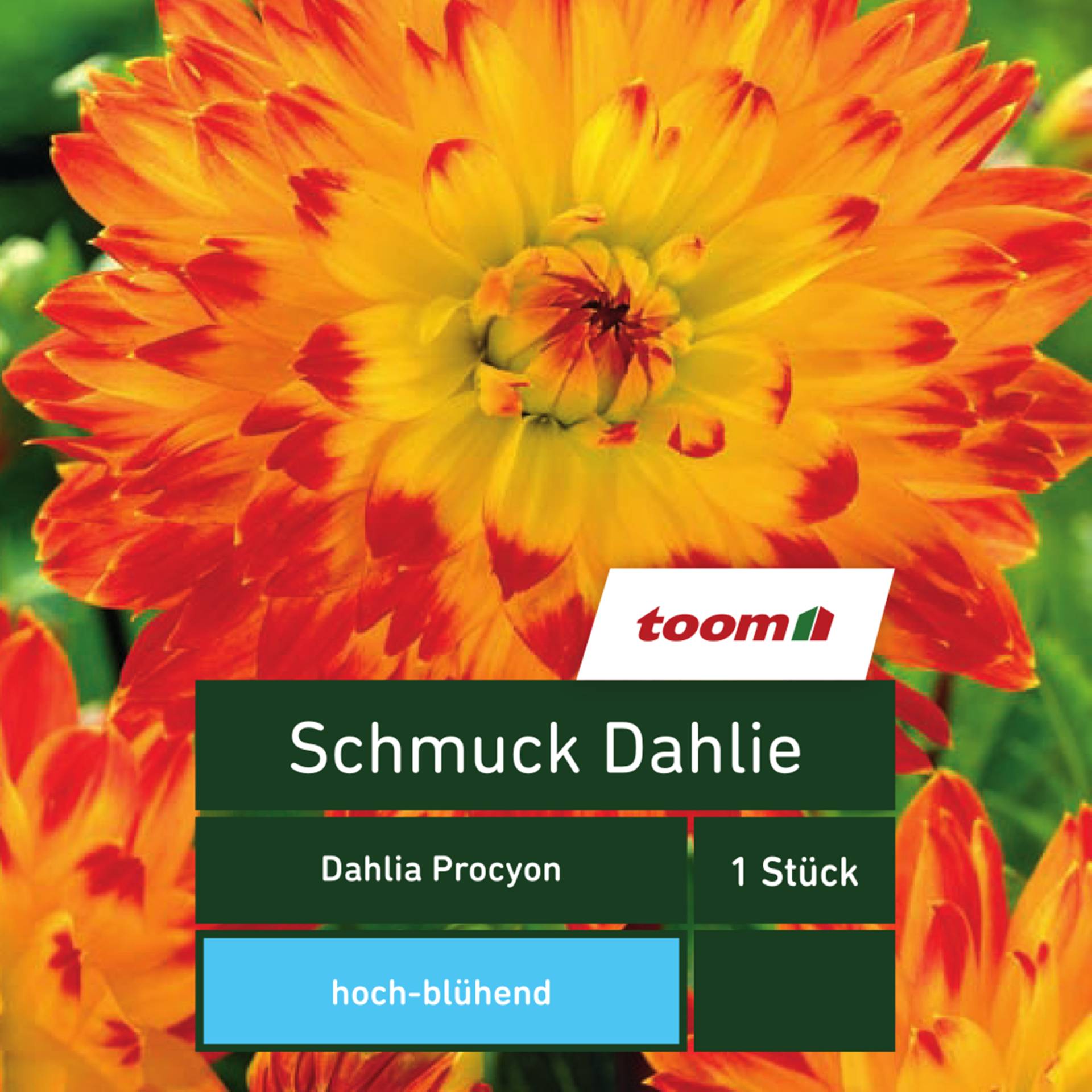 toom Schmuck-Dahlie 'Dahlia Procyon', 1 Stück, gelb-rot von toom