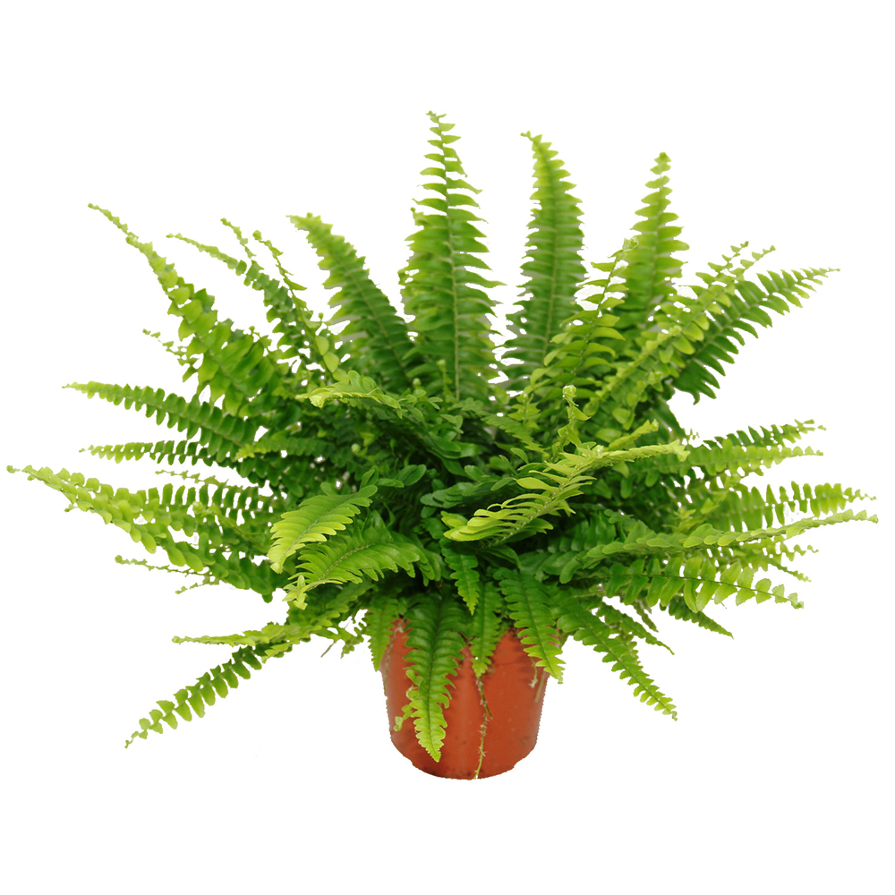 toom Schwertfarn 'Green Lady' 12 cm Topf toom Schwertfarn 'Green Lady' 12 cm Topf von toom