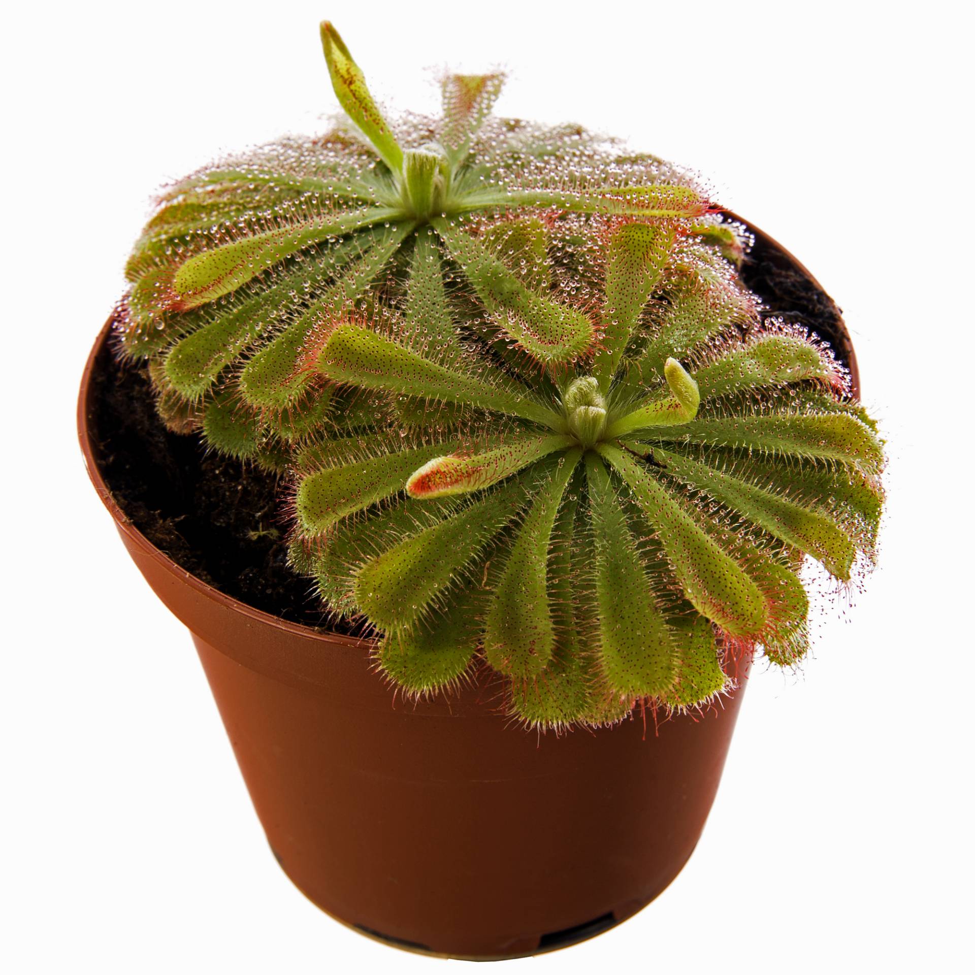 toom Sonnentau 9 cm Topf toom Sonnentau 9 cm Topf von toom