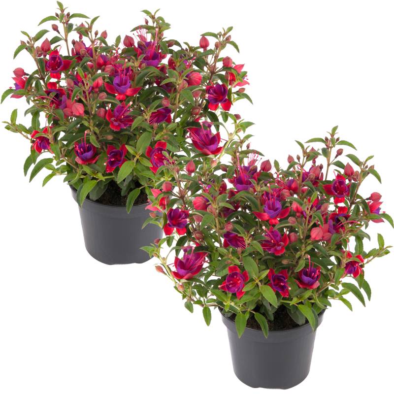 toom Stehende Fuchsie rot-violett 12 cm Topf, 2er-Set von toom