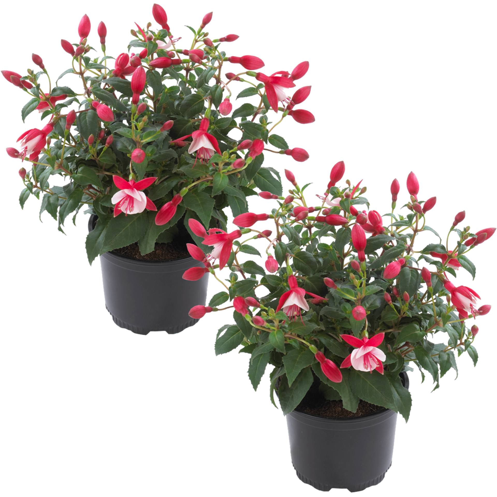 toom Stehende Fuchsie rot-weiß 12 cm Topf, 2er-Set toom Stehende Fuchsie rot-weiß 12 cm Topf, 2er-Set von toom