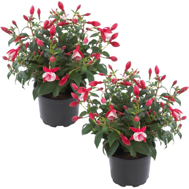toom Stehende Fuchsie rot-weiß 12 cm Topf, 2er-Set von toom