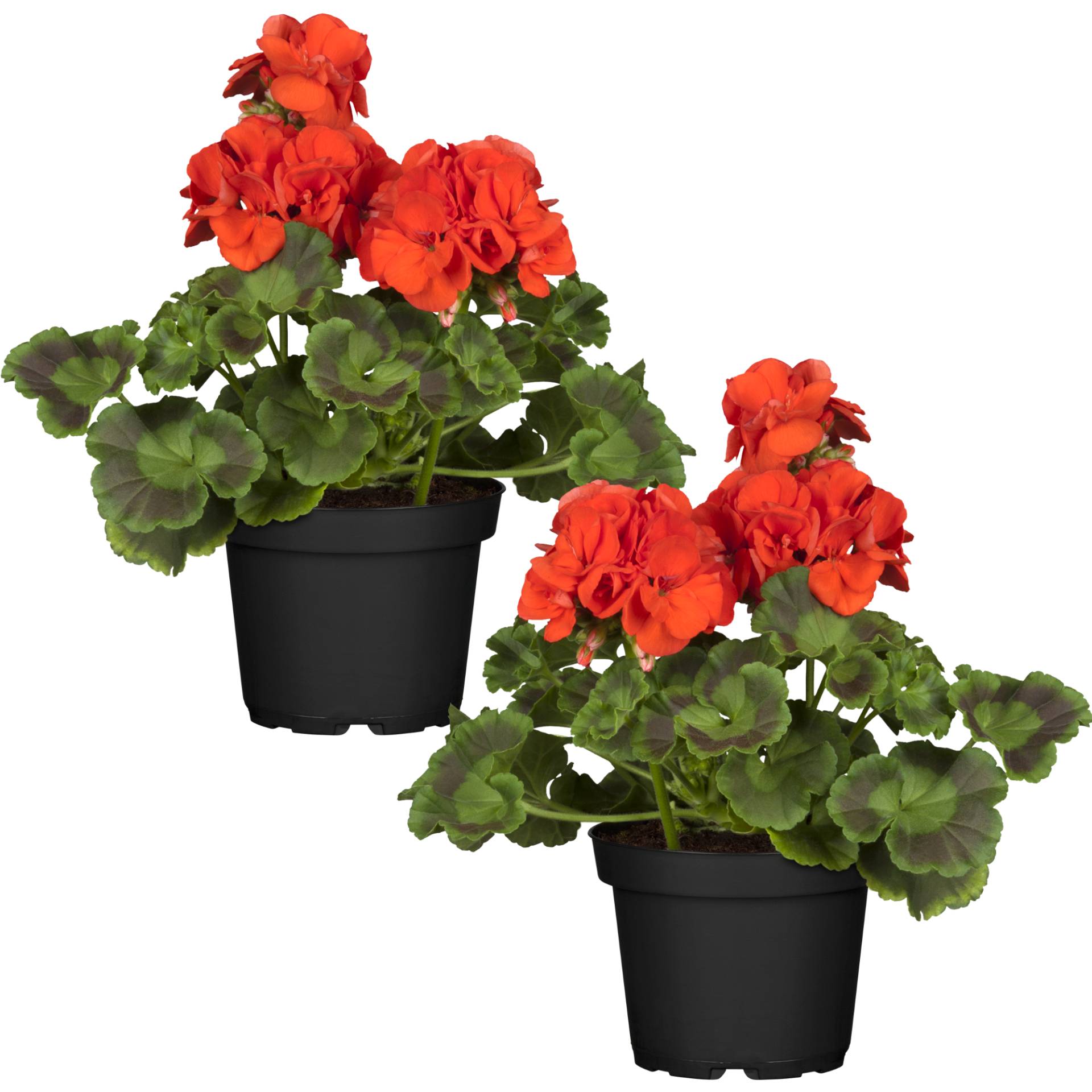 toom Stehende Geranie rot 12 cm Topf, 2er-Set toom Stehende Geranie rot 12 cm Topf, 2er-Set von toom