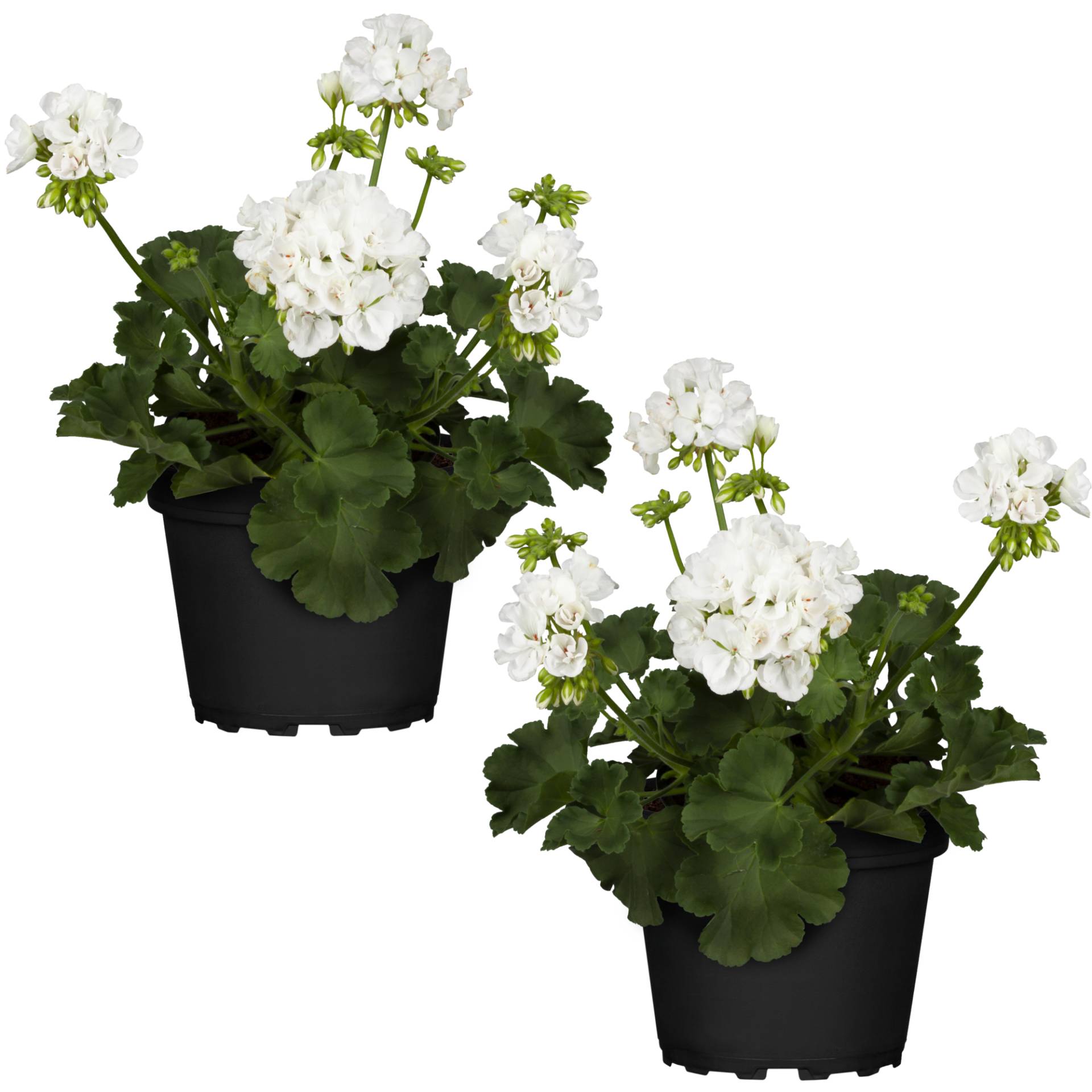 toom Stehende Geranie weiß 12 cm Topf, 2er-Set von toom