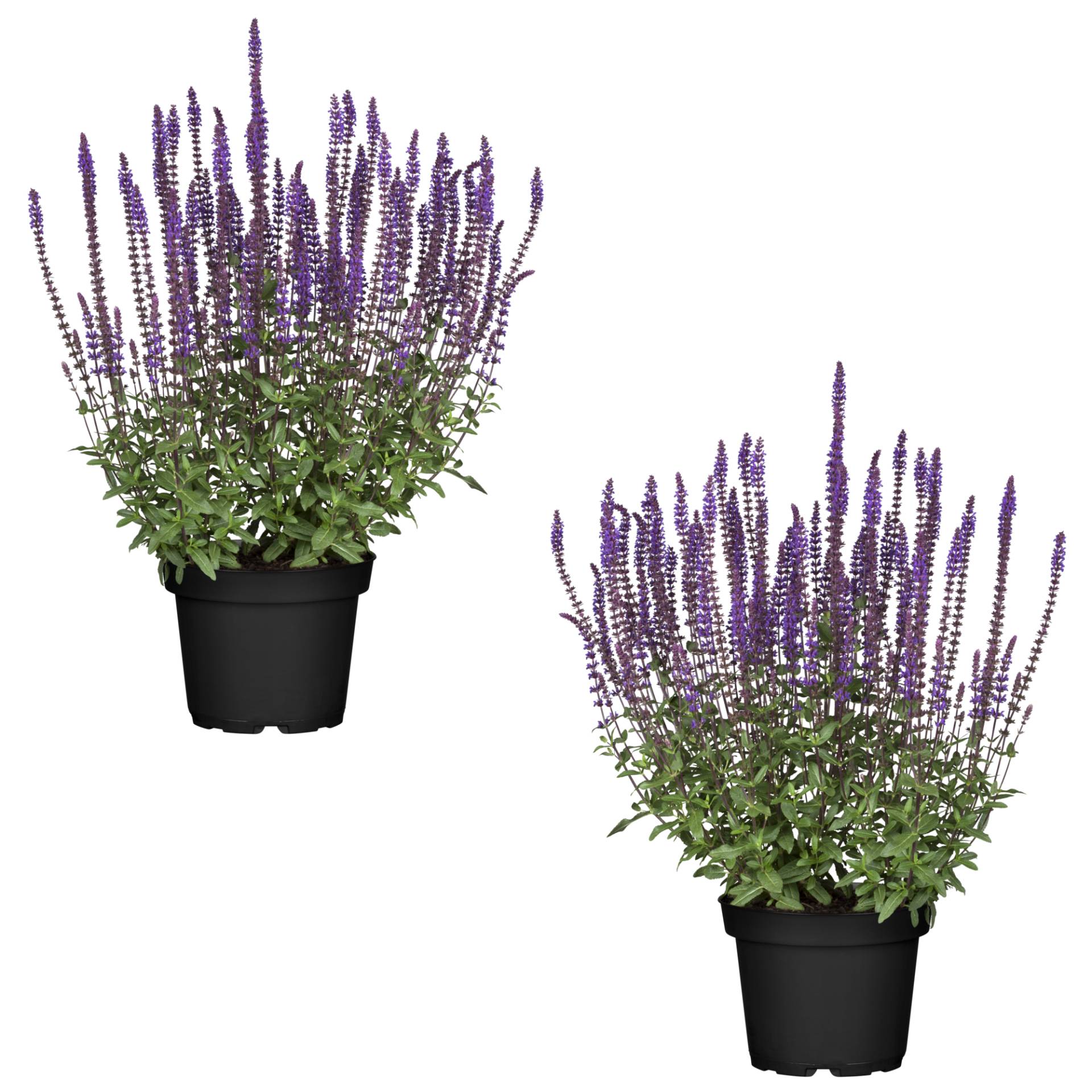 toom Steppen-Salbei 'Blaukönigin' blau 13 cm Topf, 2er-Set von toom