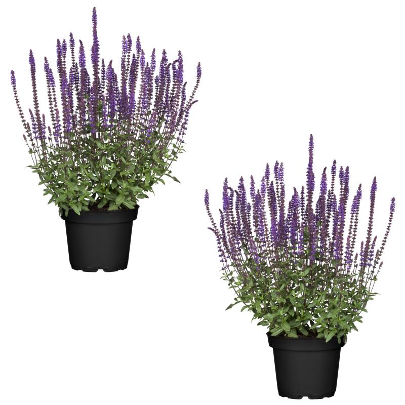 toom Steppen-Salbei 'Blaukönigin' blau 13 cm Topf, 2er-Set von toom