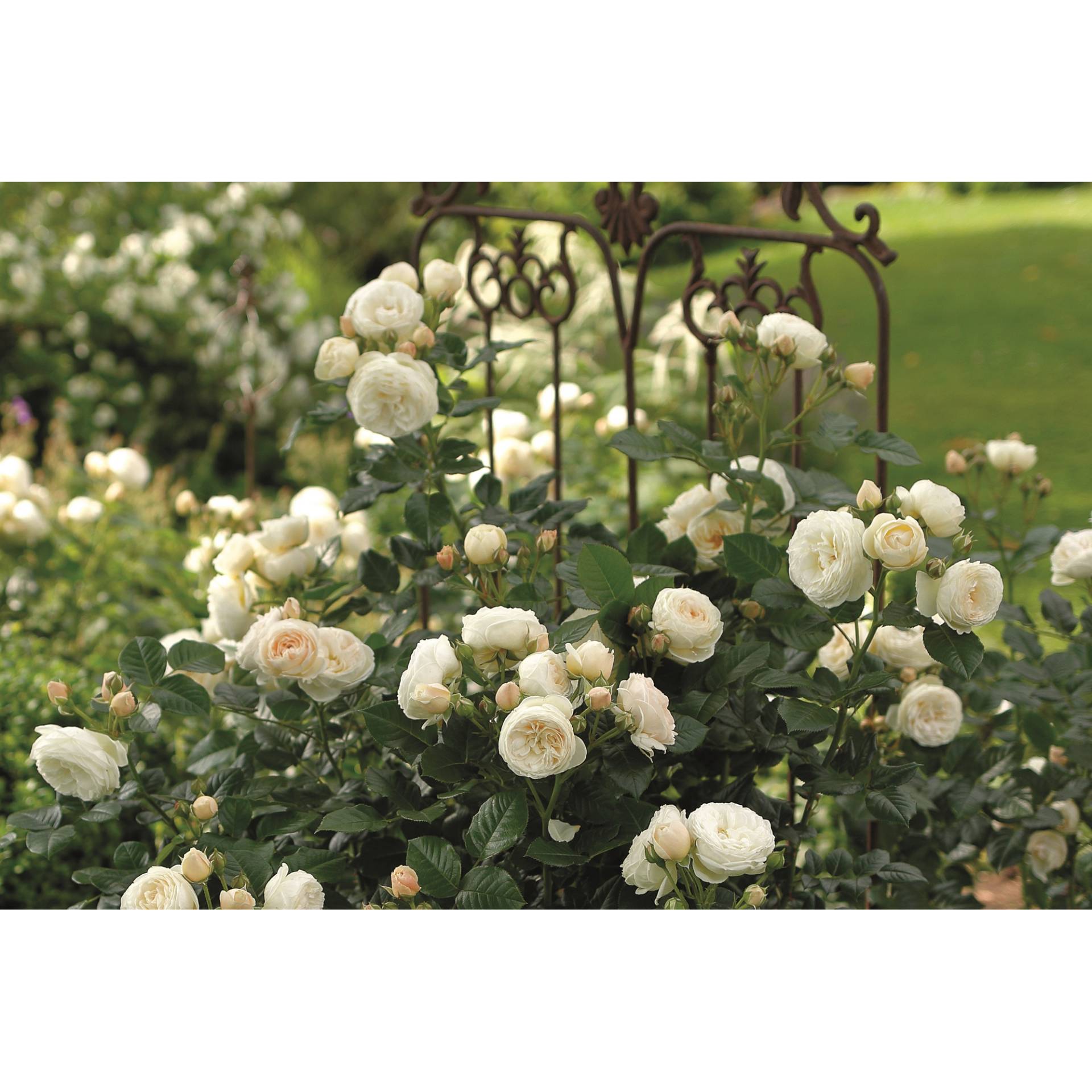 toom Strauchrose 'Artemis®' 21 cm Topf von toom