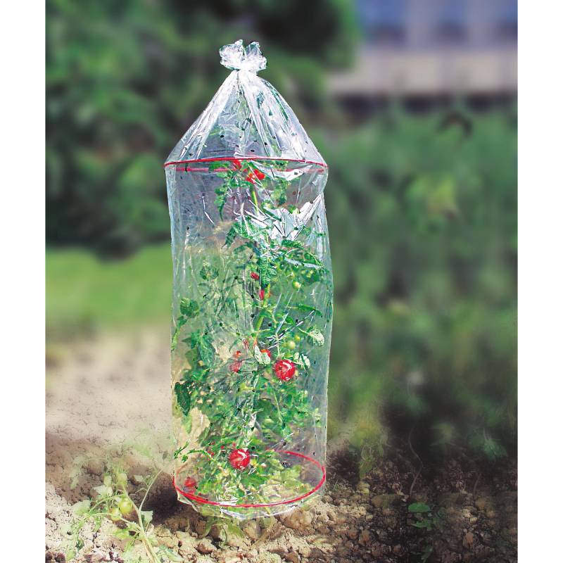 toom Tomatenhauben-Set transparent Ø 0,41 x 1,3 m, 3 Stück von toom