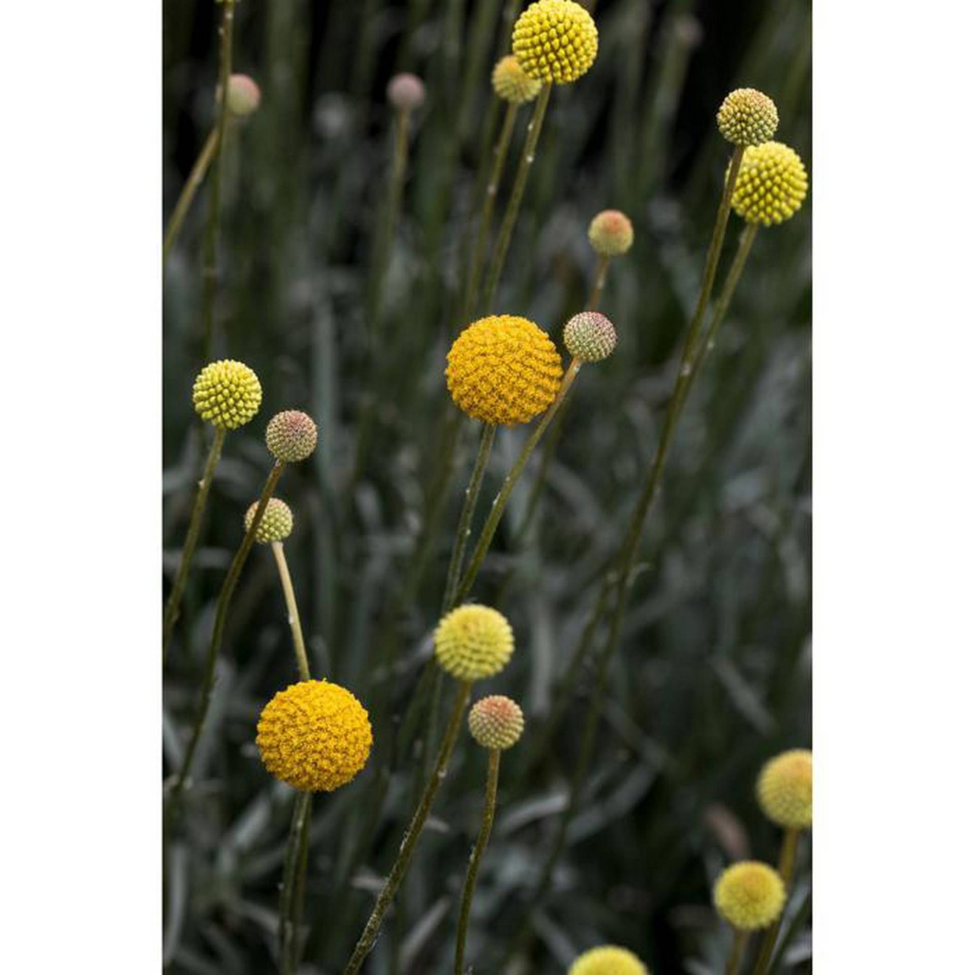 toom Trommelschlägel 'Golf Beauty' 13 cm Topf von toom