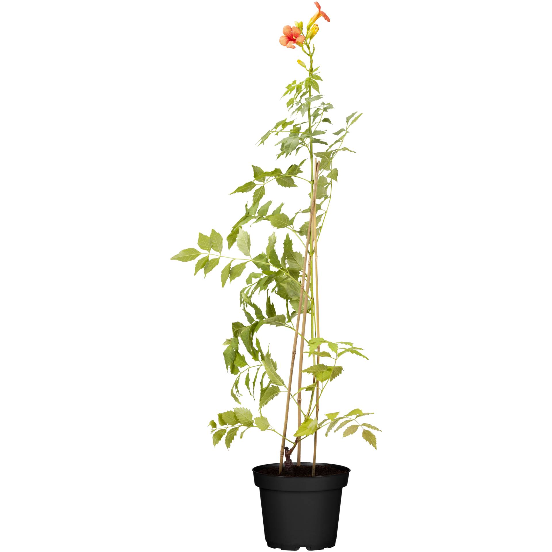 toom Trompetenblume 'Madame Galen' orange/rot 14 cm Topf von toom