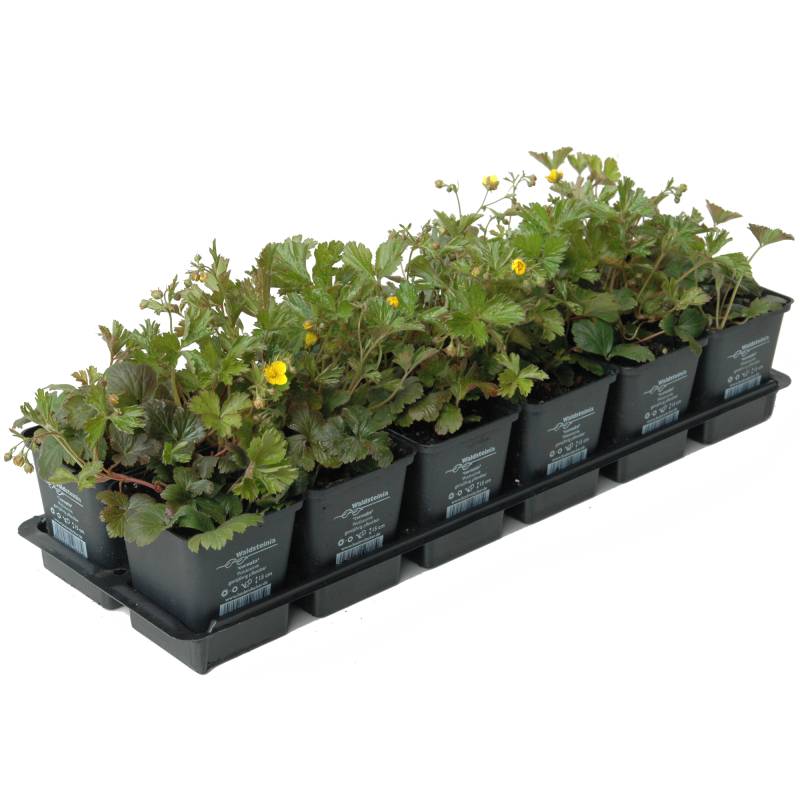 toom Waldsteinia gelb 1 qm 9 cm Topf 12er-Set von toom