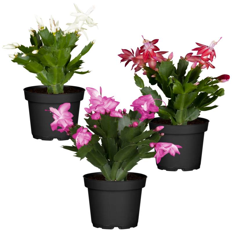 toom Weihnachtskaktus Farbmix 11 cm Topf, 3er-Set toom Weihnachtskaktus Farbmix 11 cm Topf, 3er-Set von toom