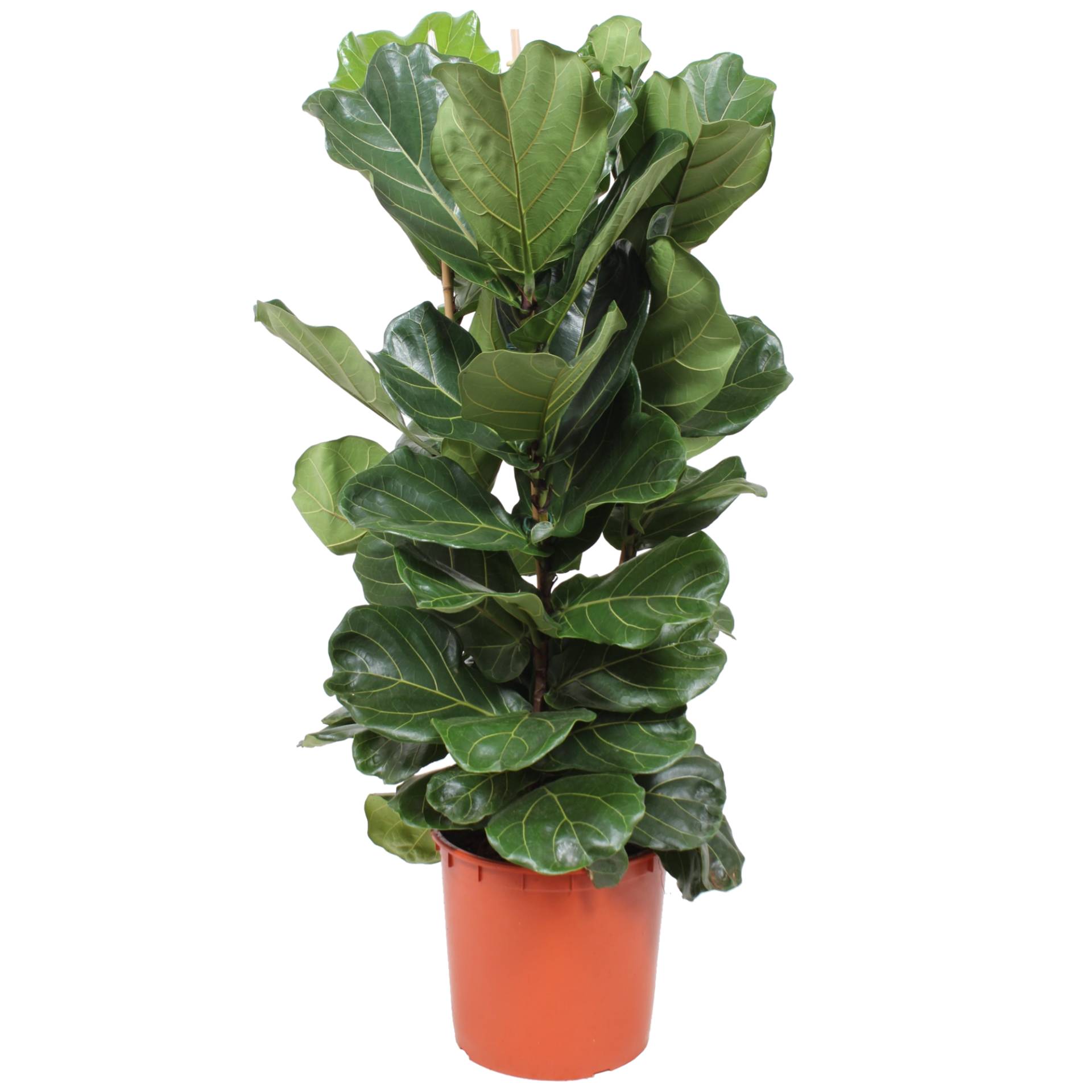 toom XXL-Geigenfeige 3 Stämme 130 cm, 34 cm Topf toom XXL-Geigenfeige 3 Stämme 130 cm, 34 cm Topf von toom