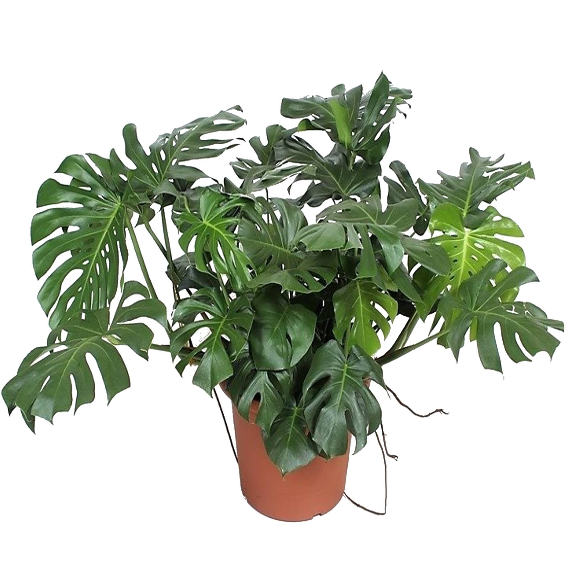 toom XXL-Monstera 130 cm, 55 cm Topf toom XXL-Monstera 130 cm, 55 cm Topf von toom