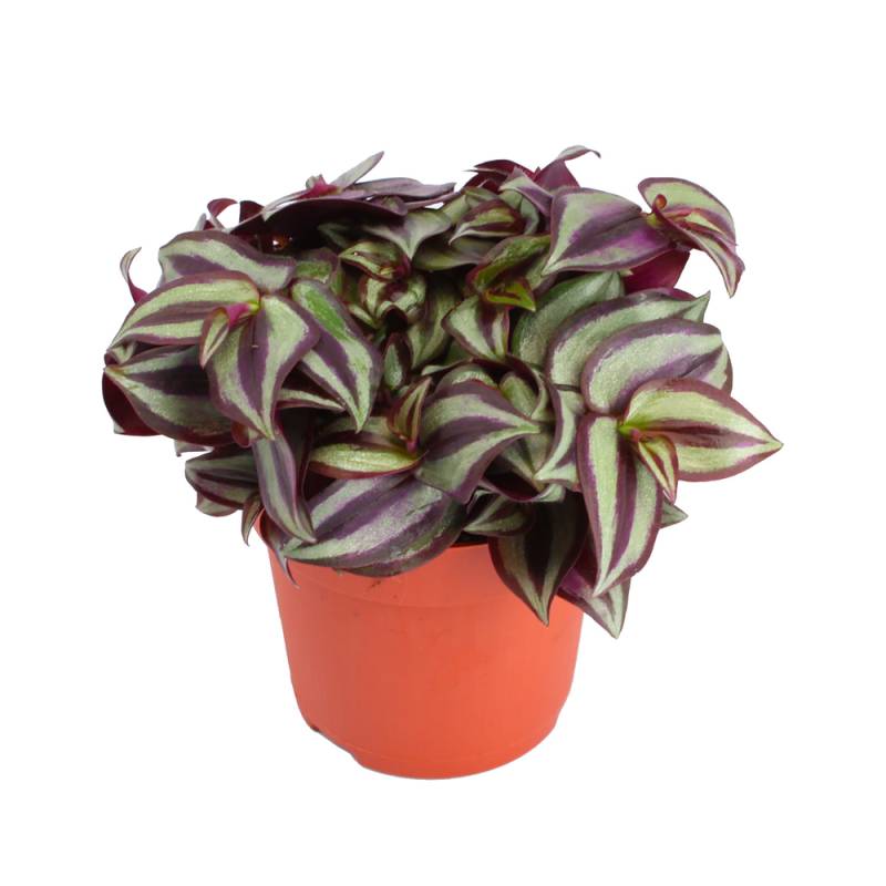toom Dreimasterblume 'Tradescantia zebrina' 10,5 cm Topf von toom