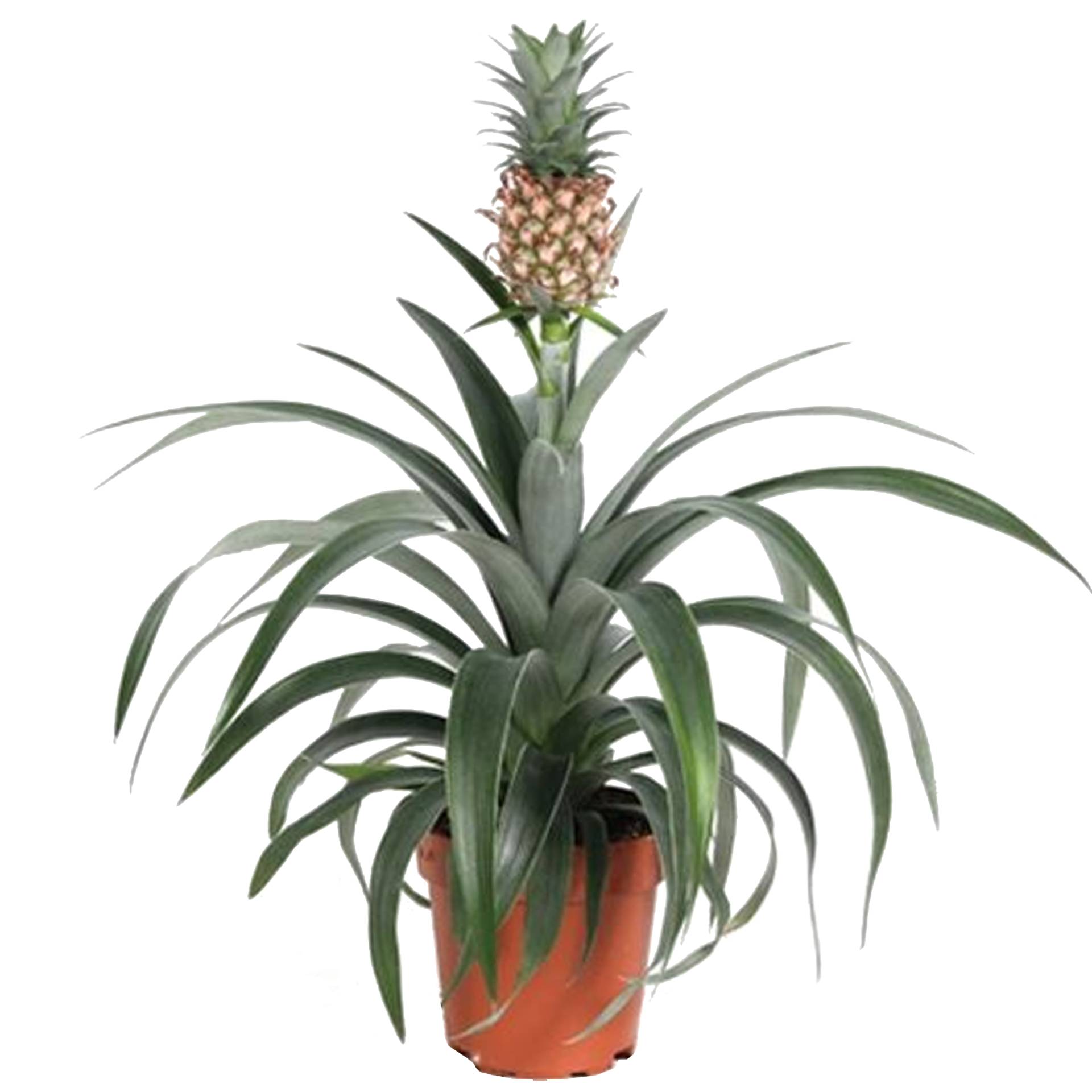 toom Zier-Ananas 12 cm Topf von toom