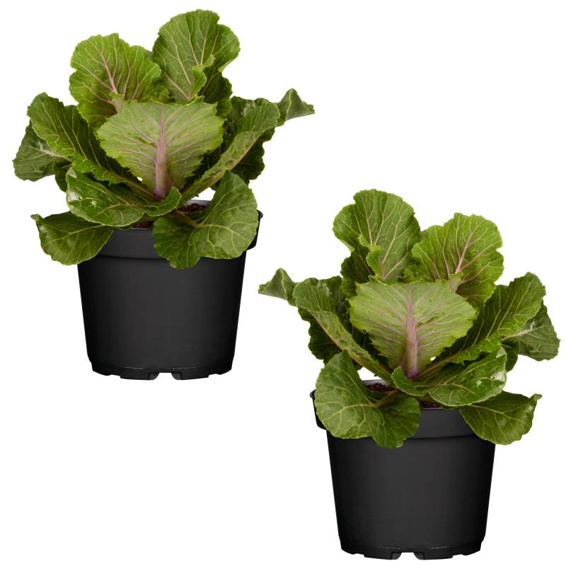 toom Zierkohl 12 cm Topf, 2er-Set von toom