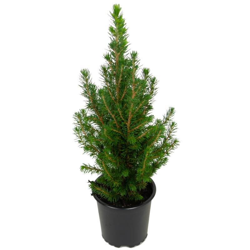 toom Zuckerhutfichte 11 cm Topf von toom