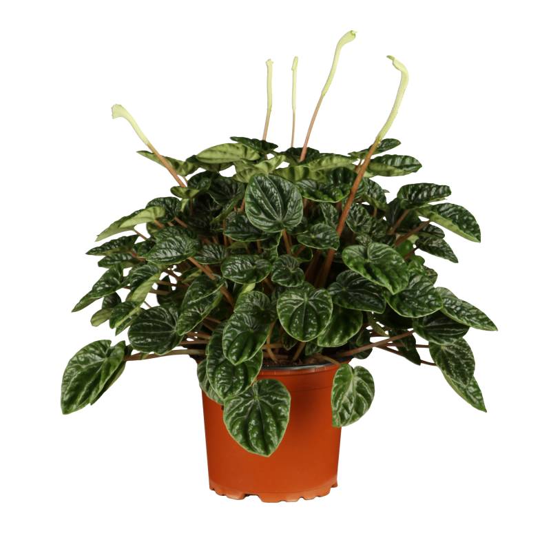 toom Zwergpfeffer 'Rana Verde' 10,5 cm Topf von toom