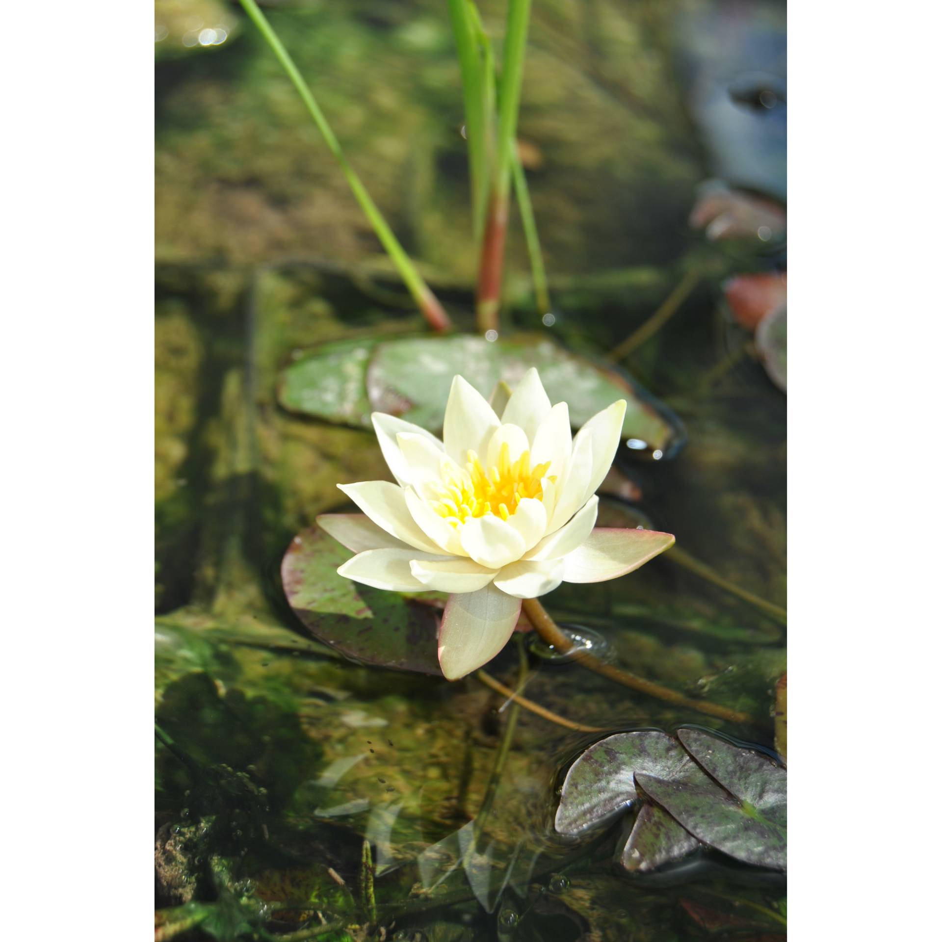 toom Zwergseerose 'Helvola', 11x11 cm Topf toom Zwergseerose 'Helvola', 11x11 cm Topf von toom