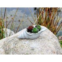 Beton-Figur „Spitze Seeschnecke", Maritime Deko, Als Schälchen, Windlicht Oder Pflanzschale von travedock8