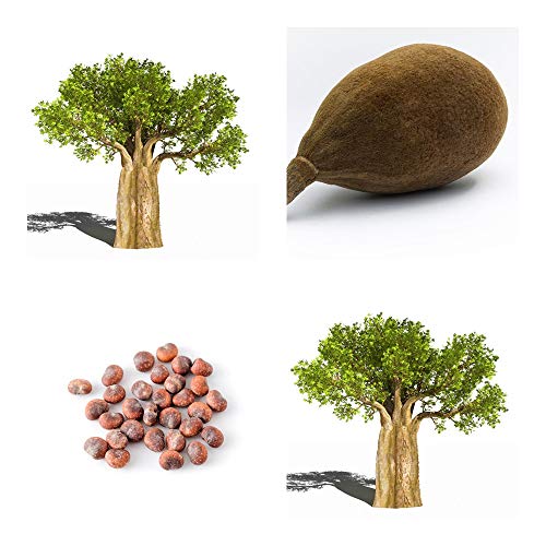 Affenbrotbaum (Afrikanischer) -Adansonia digitata - Baobab Frucht -10 Samen von tropical-seeds