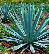 Agave filifera - Maguey-Agave - 50 Samen - frosthart Agave filifera - Maguey-Agave - 50 Samen - frosthart von tropical-seeds