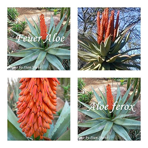 Aloe ferox - Feueraloe - Sukkulenten Samen (100) von tropical-seeds