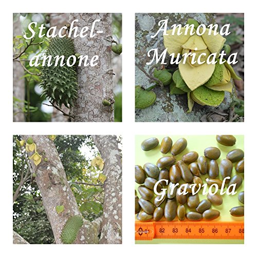 Annona Muricata (Graviola) - 50 Samen - Stachelannone - Graviola !! von tropical-seeds