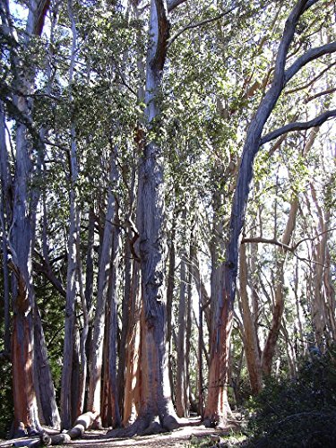 Australische Eiche - **Eucalyptus obliqua "Victoria " ** - Samen- (60) von tropical-seeds